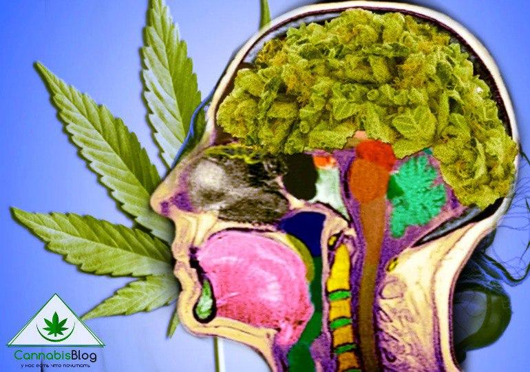 марихуана влияние мозг