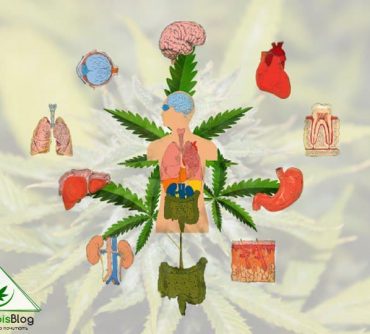 действие марихуаны на организм