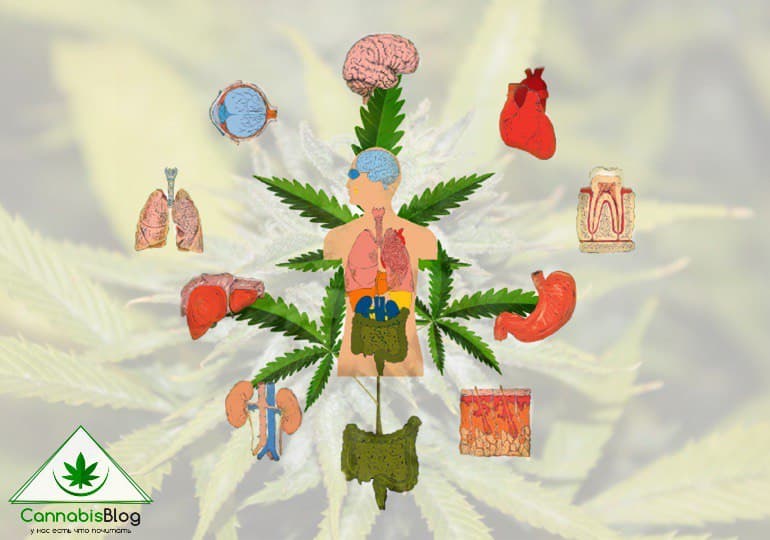 действие марихуаны на организм