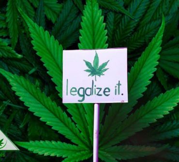 как поддержать легализацию марихуаны?
