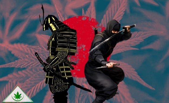 марихуана ниндзя самурай