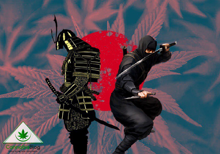 марихуана ниндзя самурай