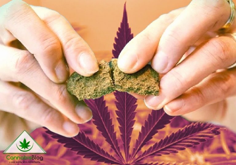 Качественный гашиш или подделка: как отличить? - CannabisBlog