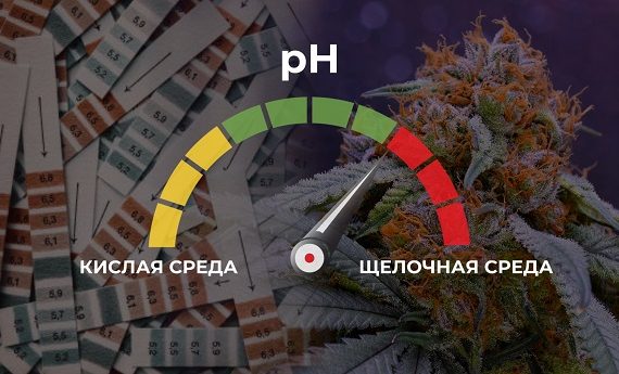 pH марихуаны
