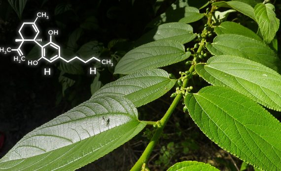 Растение трема содержит КБД