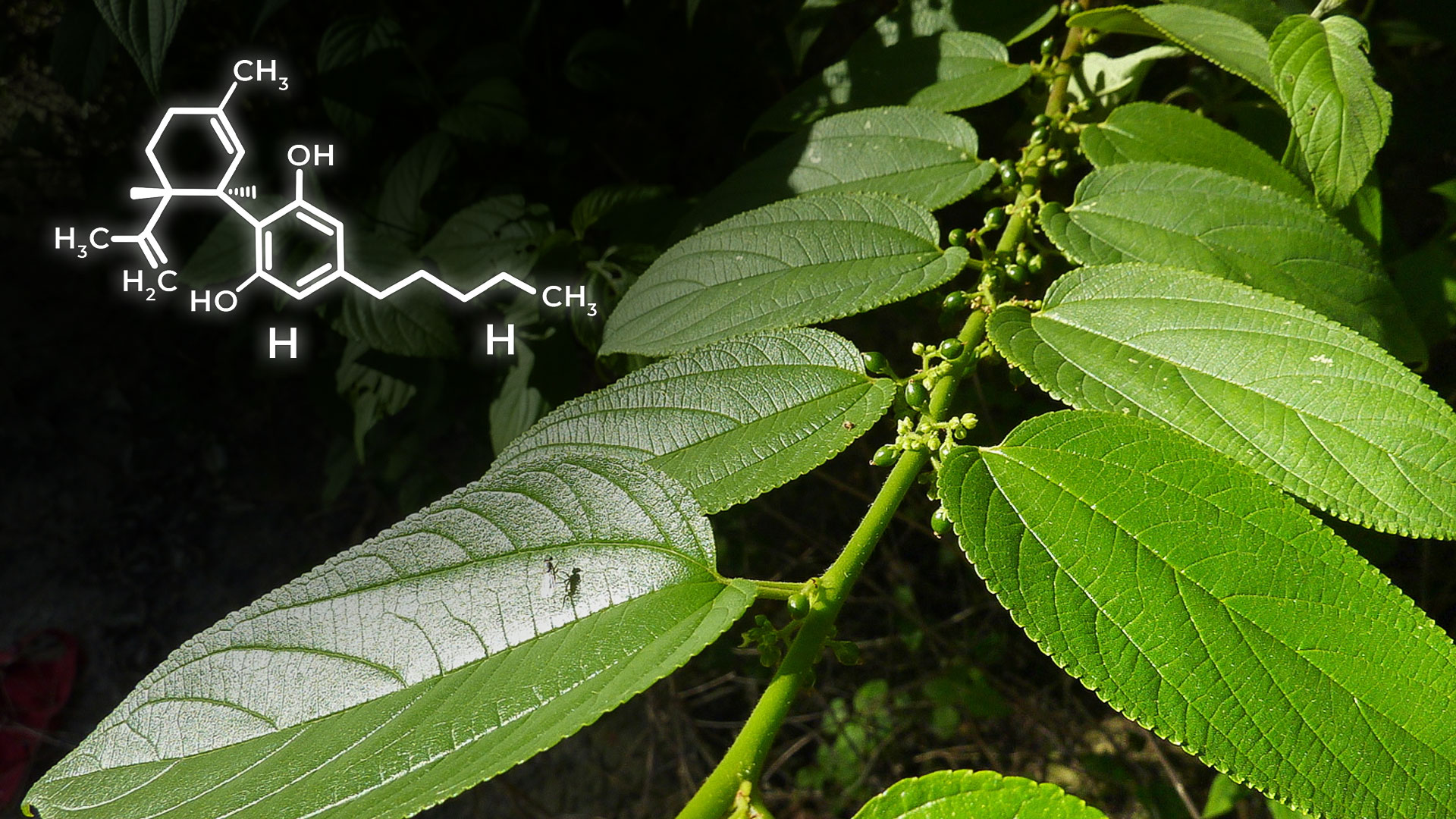 Растение трема — новый источник КБД - CannabisBlog
