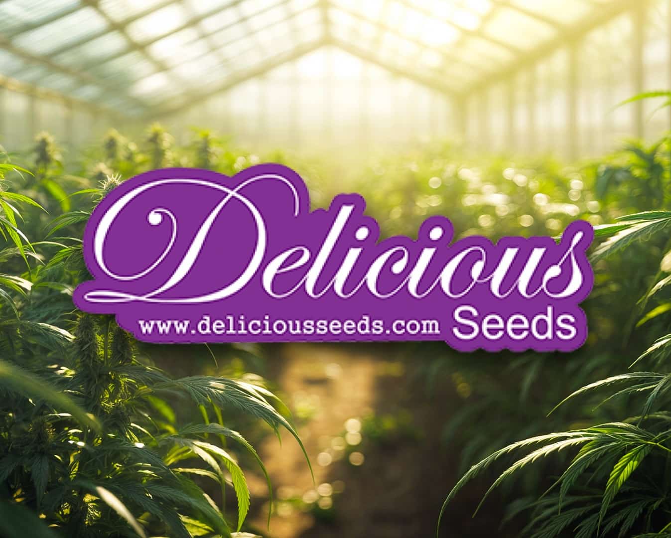 Испанский производитель Delicious Seeds