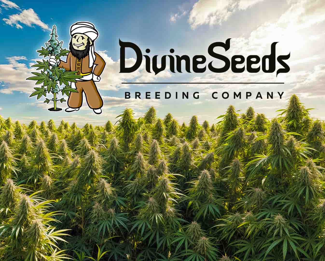 Канадский сидбанк Divine Seeds