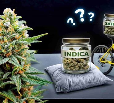 Indica и Sativa - чем они реально отличаются?