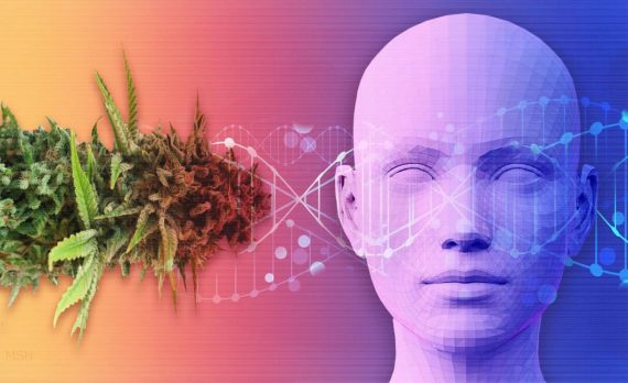 Влияние терпенов на каннабиоидные рецепторы